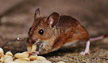 24 Hour & Emergency Exterminators in Middle Ridge, WI